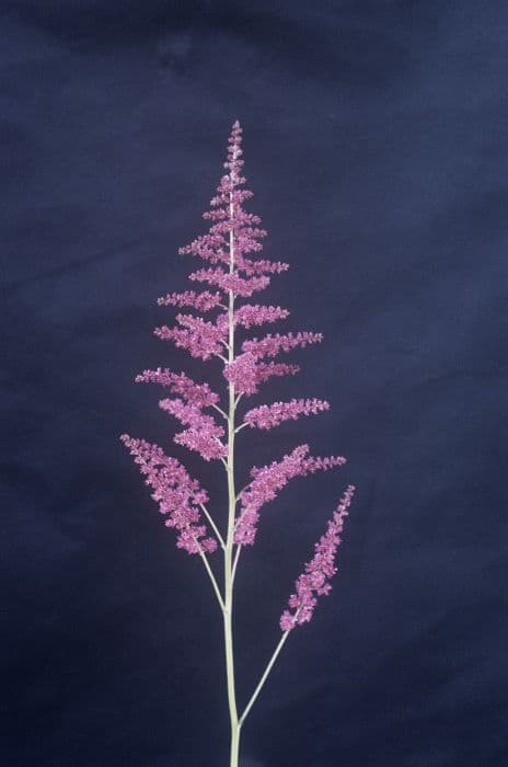 astilbe 'Gertrud Brix'