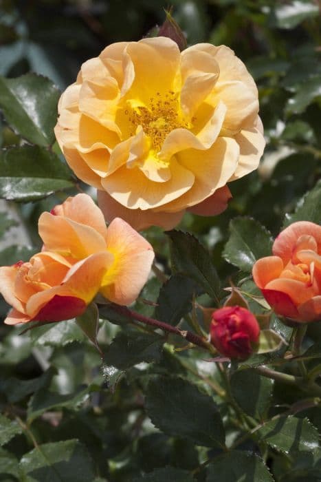Rose [Flower Carpet Amber]