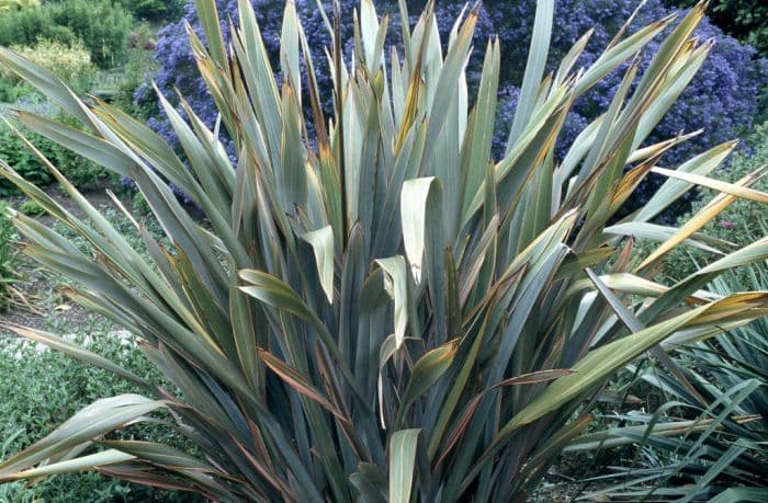 flax lily 'Sundowner'