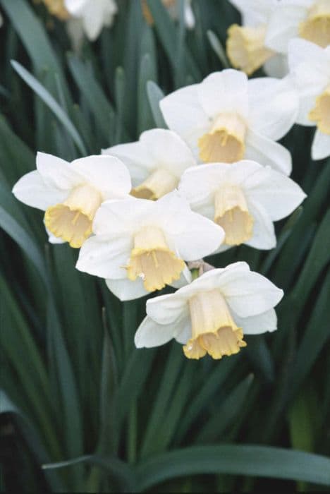 daffodil 'Salome'