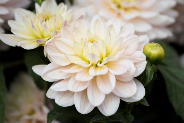 dahlia 'Diana's Memory'