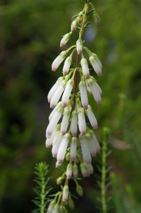 white-flowered ninepin heath