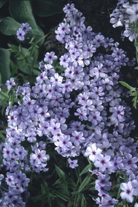 sweet william 'Chattahoochee'