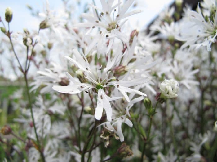 ragged robin 'White Robin'