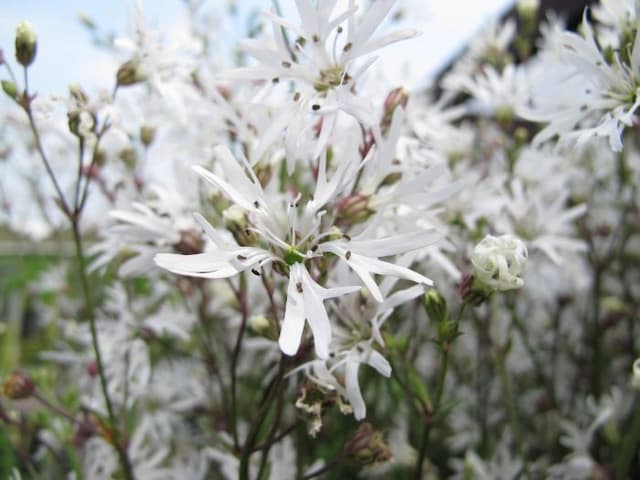 Ragged robin 'White Robin'