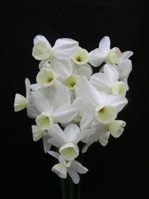 Daffodil 'Silver Chimes'