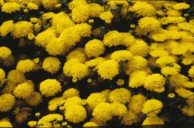 Chrysanthemum [Goldmine]