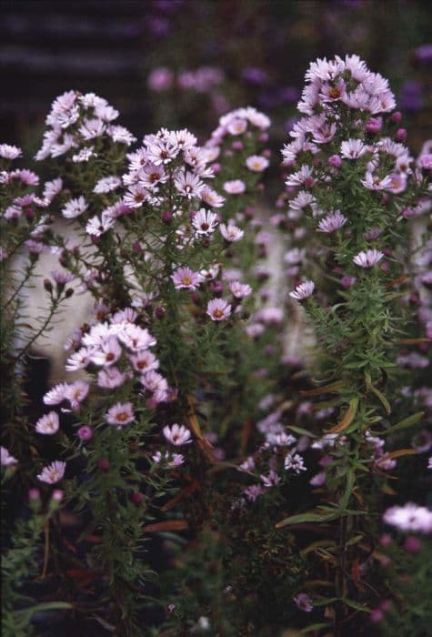 New England aster 'Kylie'