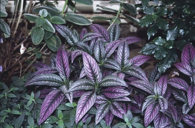 Persian shield