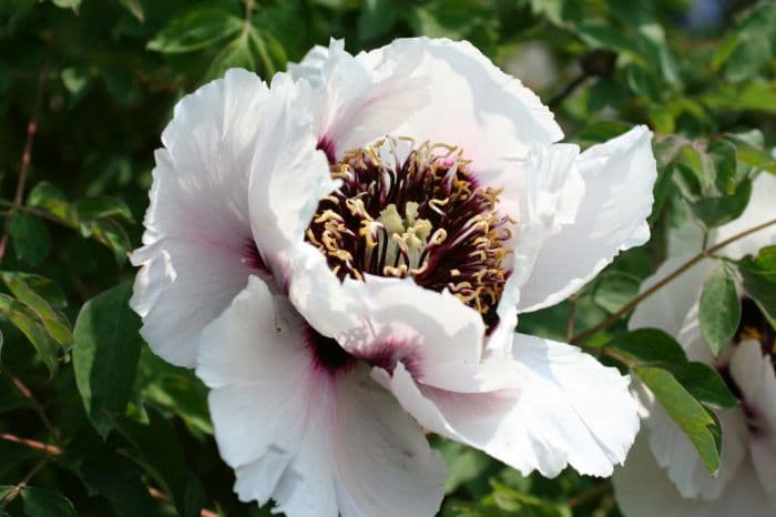 Rock's tree peony