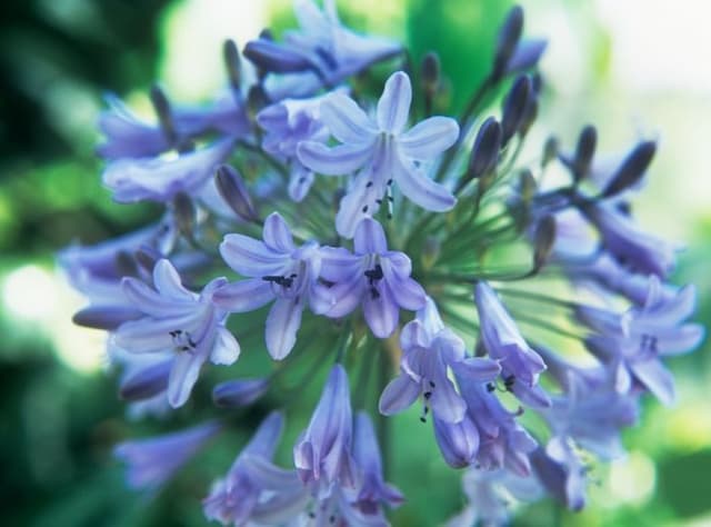 African lily 'Lilac Time'