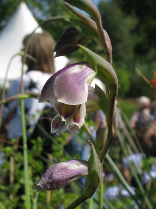 butterfly sword lily