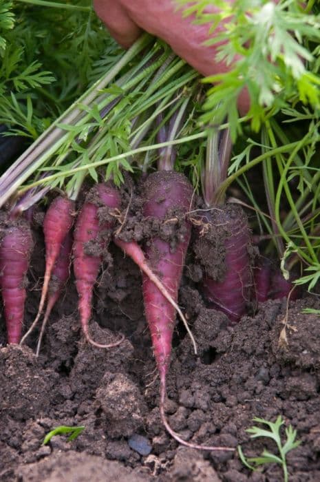 carrot 'Cosmic Purple'