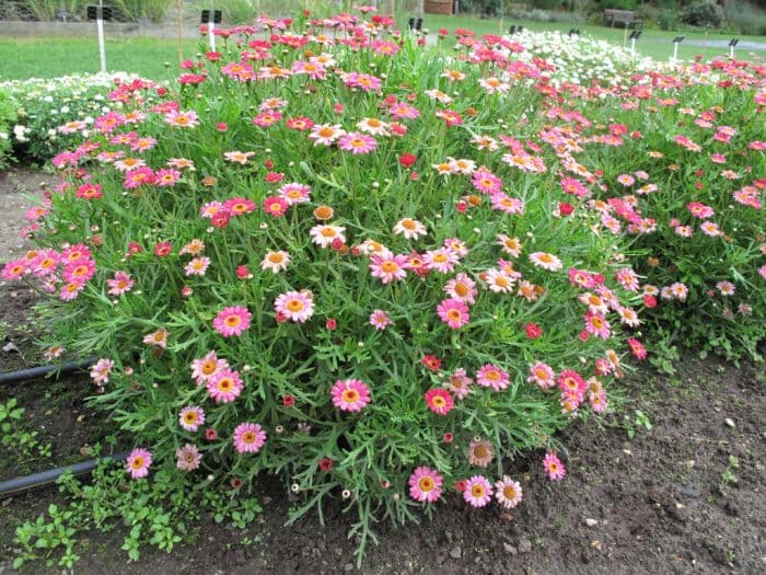 marguerite [Madeira Cherry Red]