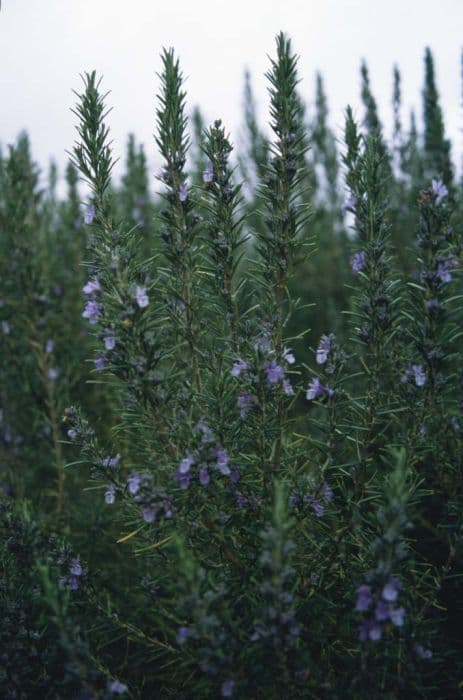 rosemary 'Sissinghurst Blue'