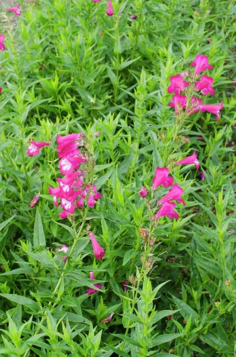 penstemon 'Pensham Marilyn'
