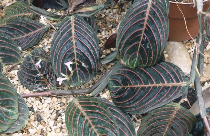 herringbone plant