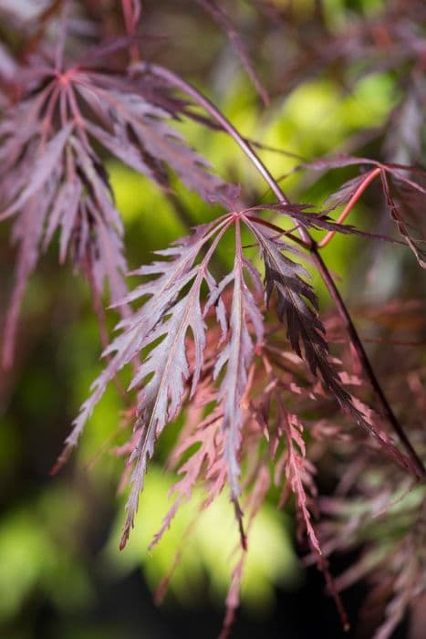 Japanese maple 'Firecracker'