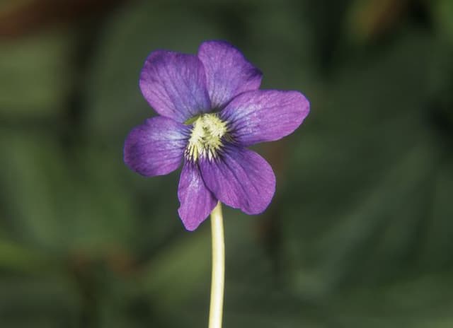 Woolly blue violet