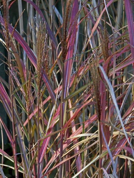 Eulalia 'Juli'