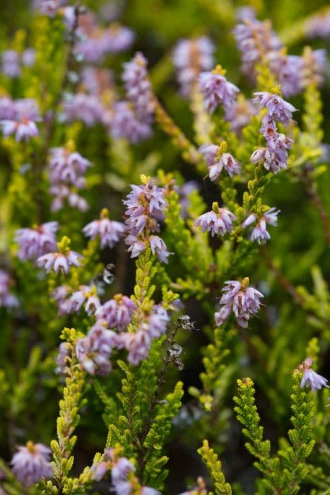 heather 'Joy Vanstone'