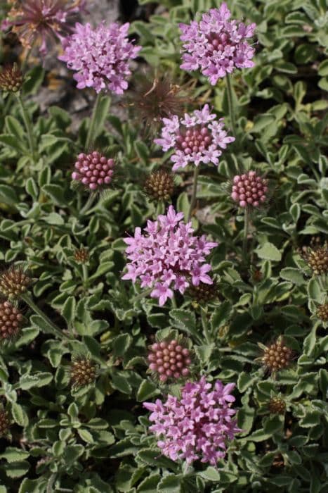 Mount Parnassus scabious