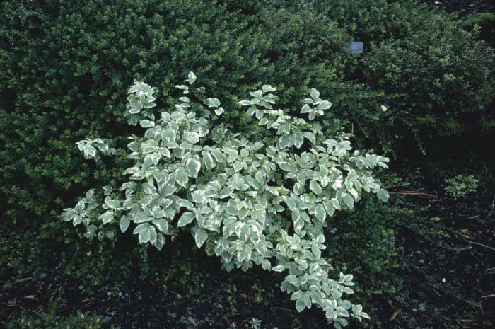 variegated bishop's weed