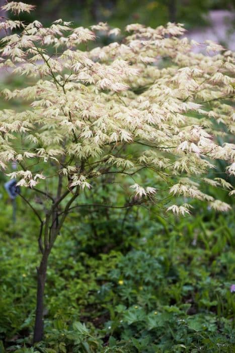 Japanese maple 'Peaches and Cream'