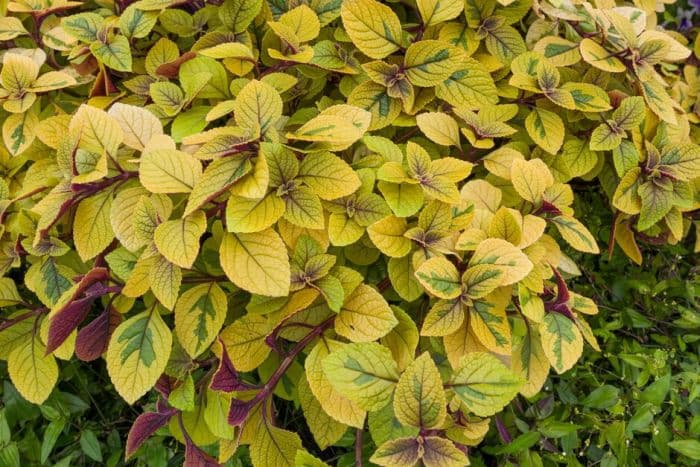 plectranthus 'Easy Gold'