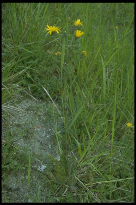 spotted hawkweed