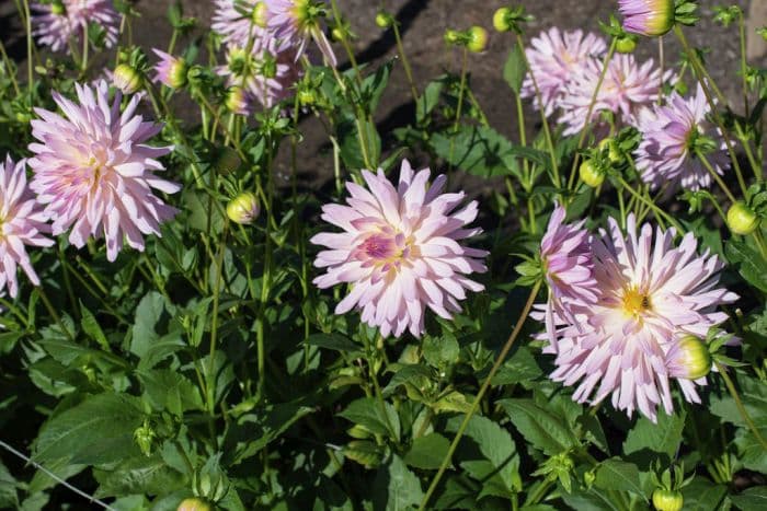 dahlia 'Oakwood Bridesmaid'