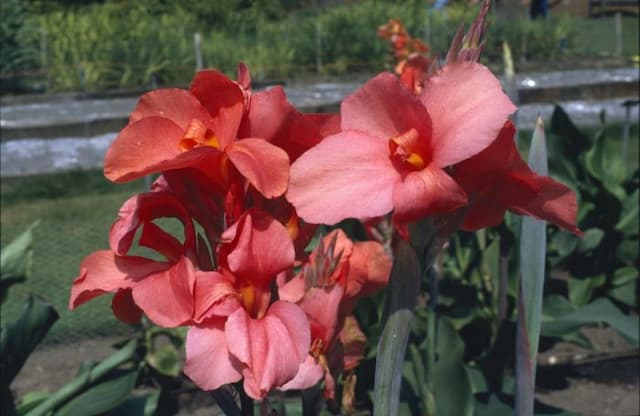 Canna 'Louise Cayeux'