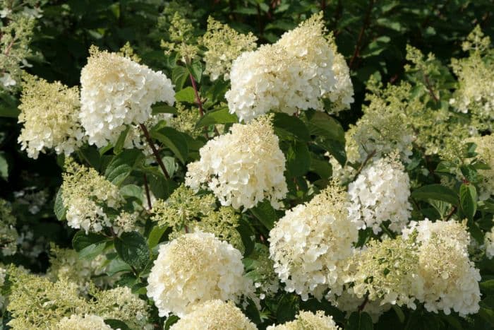 paniculate hydrangea 'Silver Dollar'