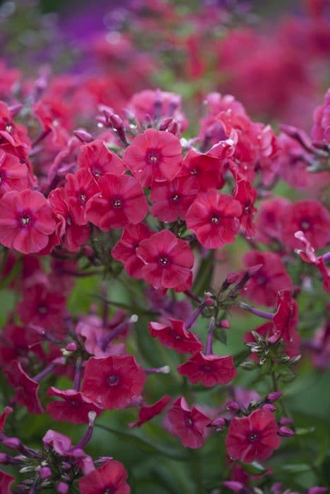 phlox 'Miss Mary'