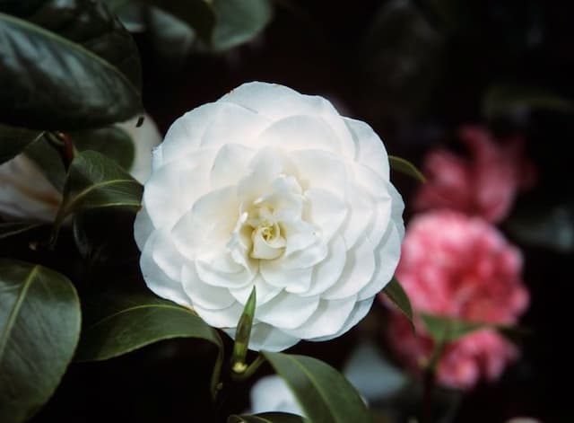 Camellia 'Primavera'