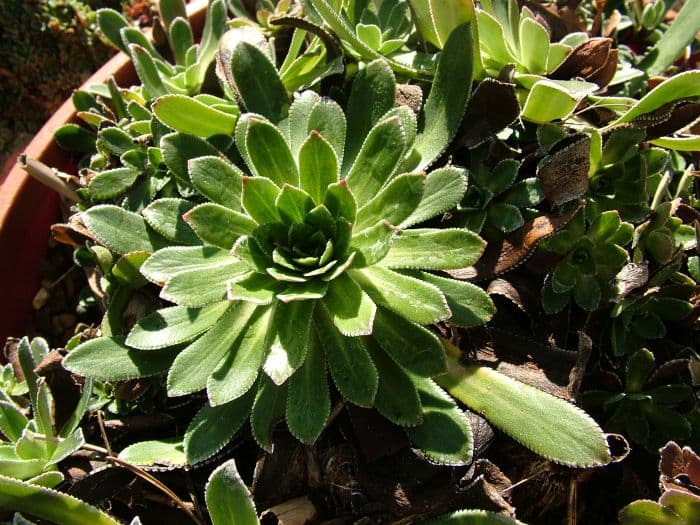 saxifrage 'Monarch'