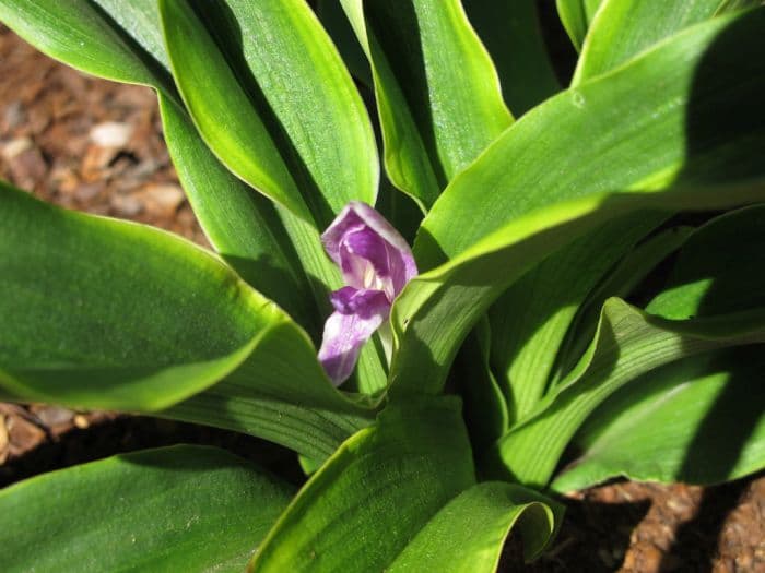 Tibetan roscoea