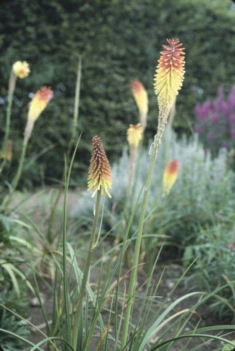 red-hot poker 'Royal Standard'