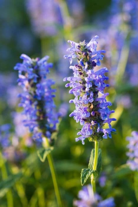 Catmint 'Blue Carpet'