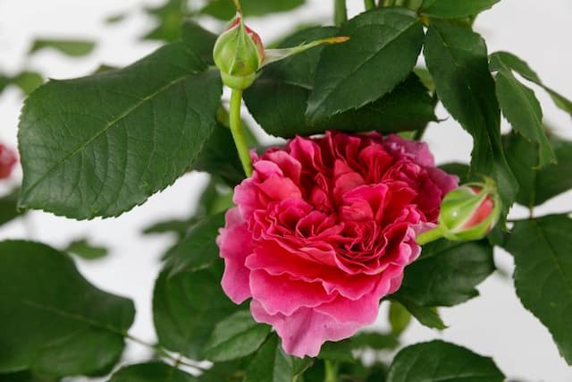 Rose [Gabriel Oak]