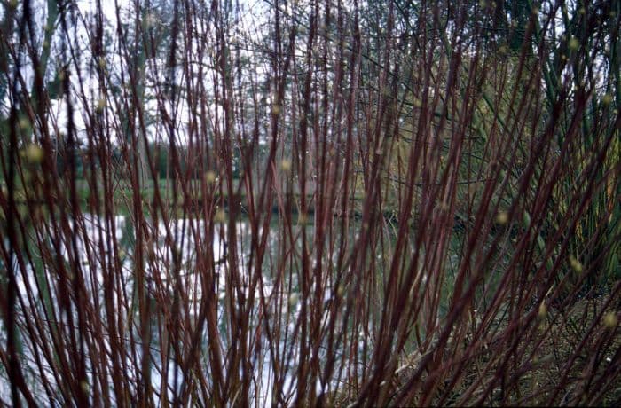 red-barked dogwood 'Elegantissima'