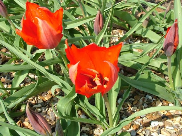 Albert's tulip