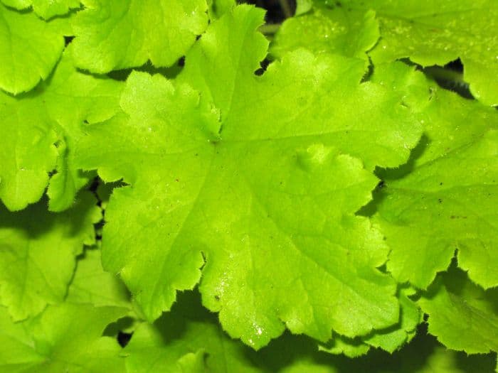 alum root 'Lime Marmalade'