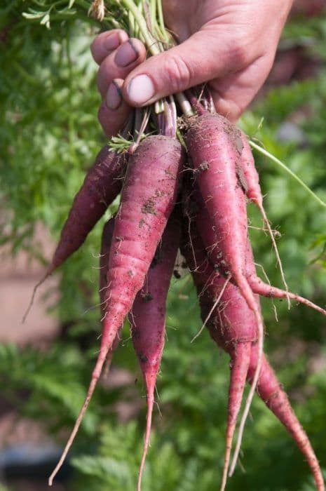 carrot 'Purple Dragon'