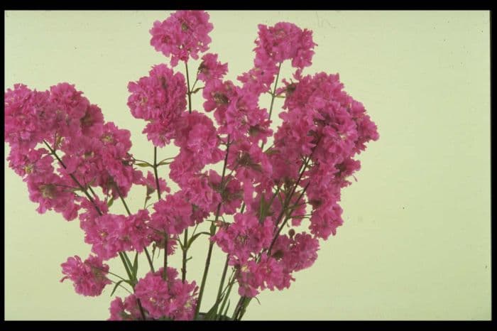 German catchfly 'Splendens Plena'