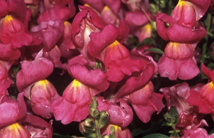 snapdragon 'Kim Rose'