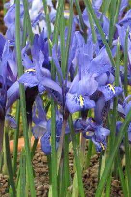 Varied-coloured iris