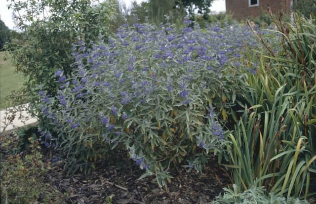 Bluebeard 'Heavenly Blue'