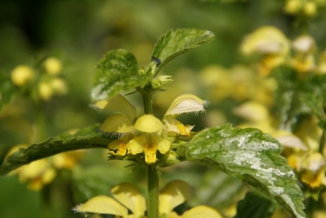 Yellow archangel 'Florentinum'