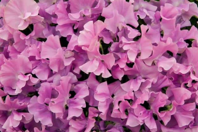 Sweet pea 'Maestro'